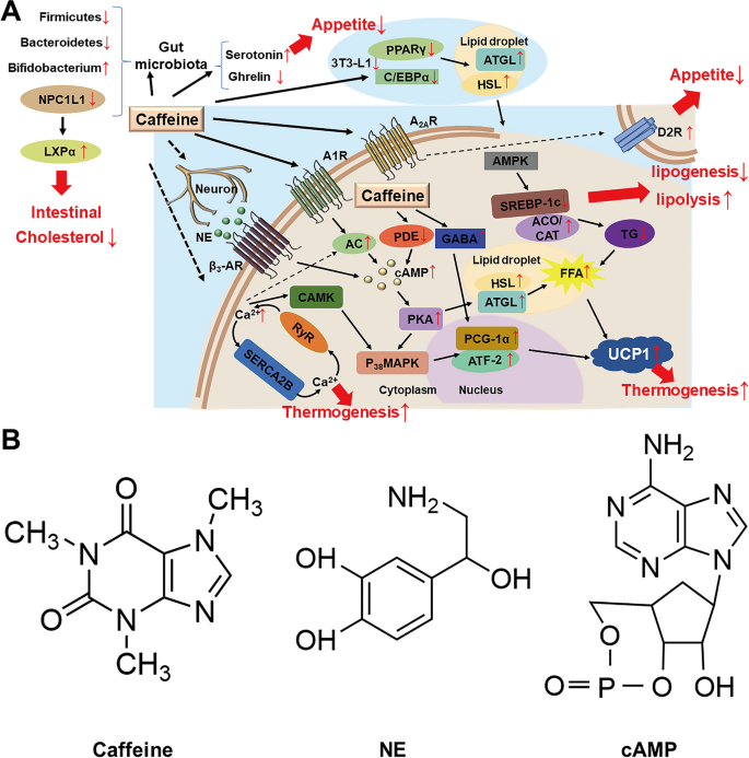 cga and l carnitine and egcg Caffeine: a potential mechanism for anti-obesity | Purinergic Signalling