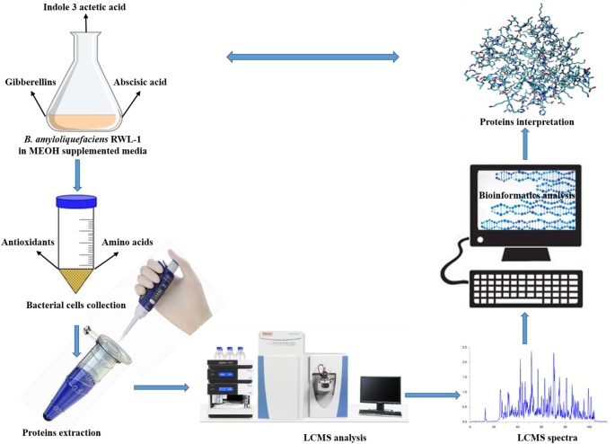 Metabolic And Proteomic Alteration In Phytohormone Producing Endophytic Bacillus Amyloliquefaciens Rwl 1 During Methanol Utilization Springerlink Metabolic And Proteomic Alteration In Phytohormone Producing Endophytic Bacillus Amyloliquefaciens Rwl 1 During Methanol Utilization Springerlink