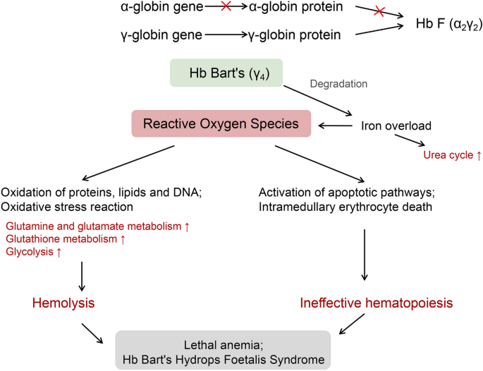 Amniotic fluid metabolomic and lipidomic alterations associated with hemoglobin Bart's diseases | Metabolomics | Springer Nature Link Amniotic fluid metabolomic and lipidomic alterations associated with hemoglobin Bart's diseases | Metabolomics | Springer Nature Link