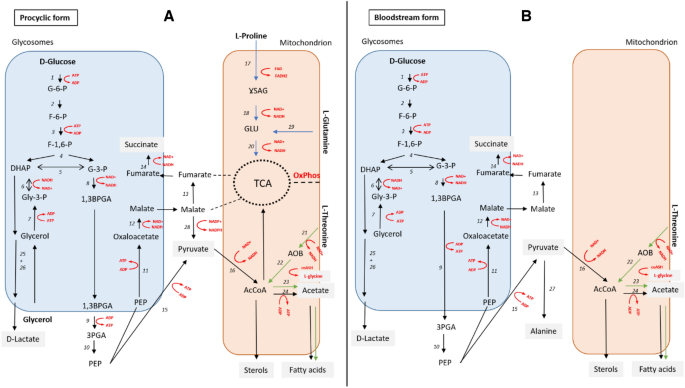 Frontiers Fatty acid uptake in Trypanosoma brucei: Host resources and  possible mechanisms, scp 666 1/2 j 