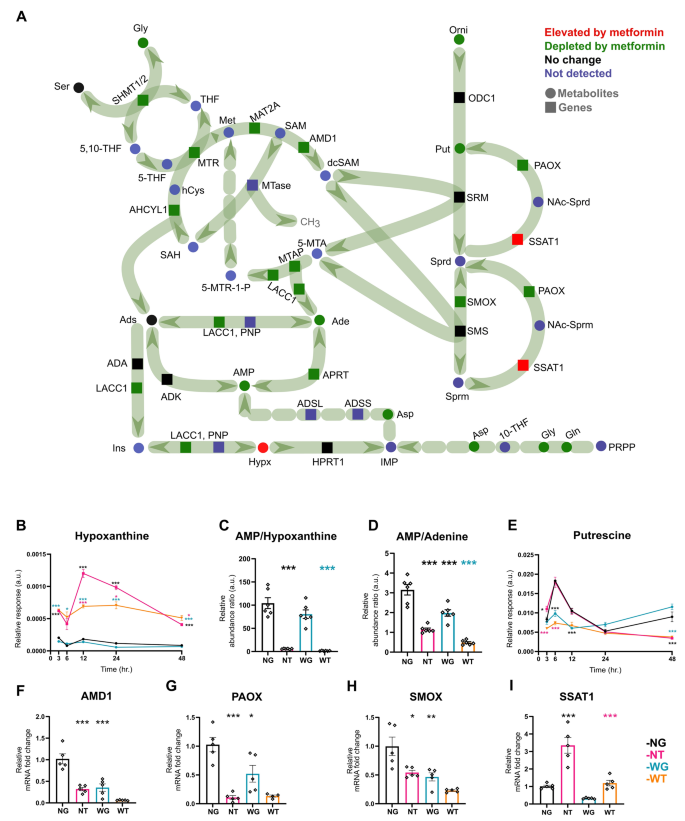 Identification of glucose-independent and reversible metabolic pathways  associated with anti-proliferative effect of metformin in liver cancer  cells | Metabolomics | Springer Nature Link
