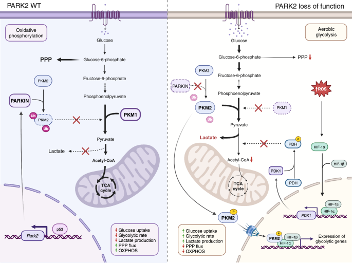 glutathione metabolism and parkinson's disease Dopaminergic neuron metabolism: relevance for understanding | Metabolomics Scottsdale's Premiere IV Therapy gentle face cleanser for all skin types Type:Vial (4ml)