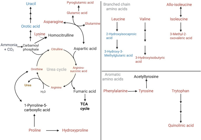 2-aminobutyric acid modulates glutathione homeostasis in the myocardium Targeted metabolomics of organic and amino acids giraffe milk during mid- to late-lactation | Metabolomics Size:25g