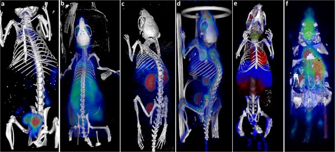 Data Curation for Preclinical and Clinical Multimodal Imaging ...