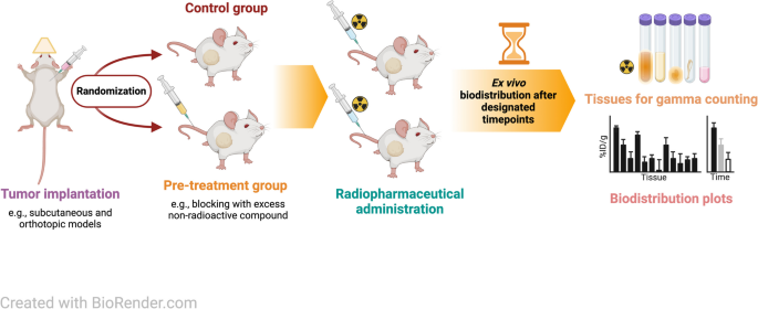 A Guide to Ex Vivo Biodistribution Studies with Radiotracers in Rodent ...