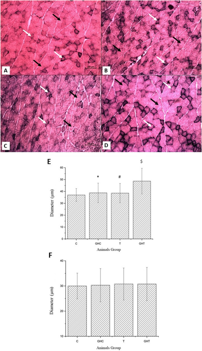 A robust Pax7EGFP mouse that enables the visualization of dynamic behaviors  of muscle stem cells | Skeletal Muscle, image size:685x1189