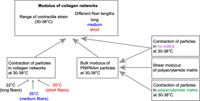 Modulus Of Fibrous Collagen At The Length Scale Of A Cell Springerlink