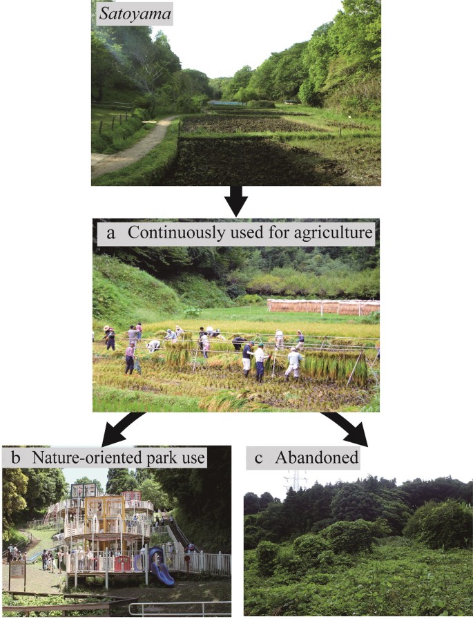 Nature-oriented park use of satoyama ecosystems can enhance biodiversity  conservation in urbanized landscapes | SpringerLink