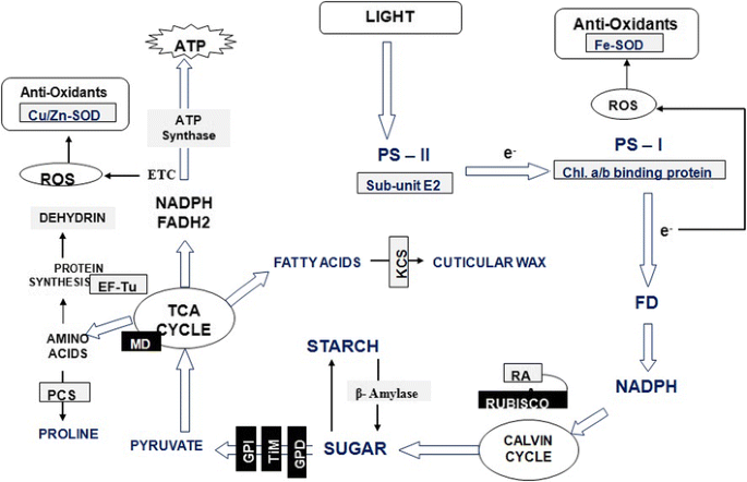 Salt stress-induced modulations in the shoot proteome of Brassica juncea genotypes | Environmental Science and Pollution Research salt-stress-induced-modulations-in-the-shoot-proteome-of-brassica-juncea-genotypes-environmental-science-and-pollution-research