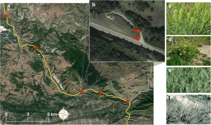 Rruga E Arbrit Map Effects Of Road Proximity On Heavy Metal Concentrations In Soils And Common  Roadside Plants In Southern California | Springerlink
