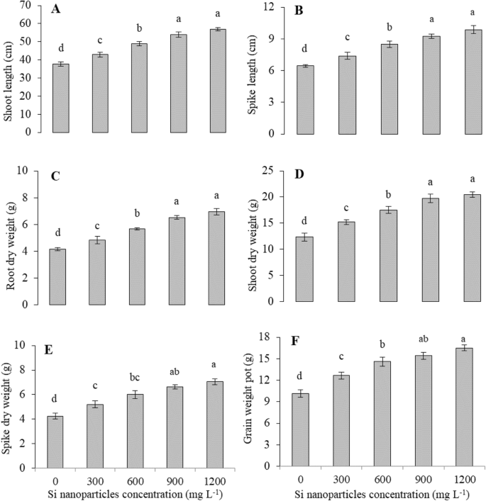 Seed Priming With Silicon Nanoparticles Improved The Biomass And Yield While Reduced The Oxidative Stress And Cadmium Concentration In Wheat Grains Springerlink