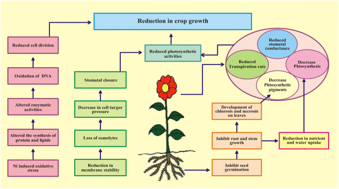 Nickel Toxicity In Plants Reasons Toxic Effects Tolerance Mechanisms And Remediation Possibilities A Review Springerlink