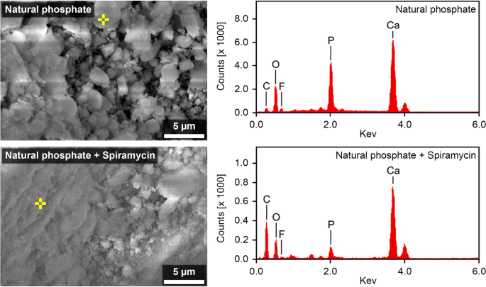 Spiramycin Adsorption Behavior On Activated Bentonite Activated Carbon And Natural Phosphate In Aqueous Solution Springerlink