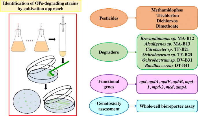 Microbial Degradation Of Organophosphorus Pesticides Novel Degraders Kinetics Functional Genes And Genotoxicity Assessment Springerlink