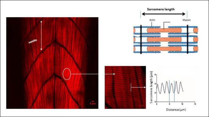 Zebrafish Measurement