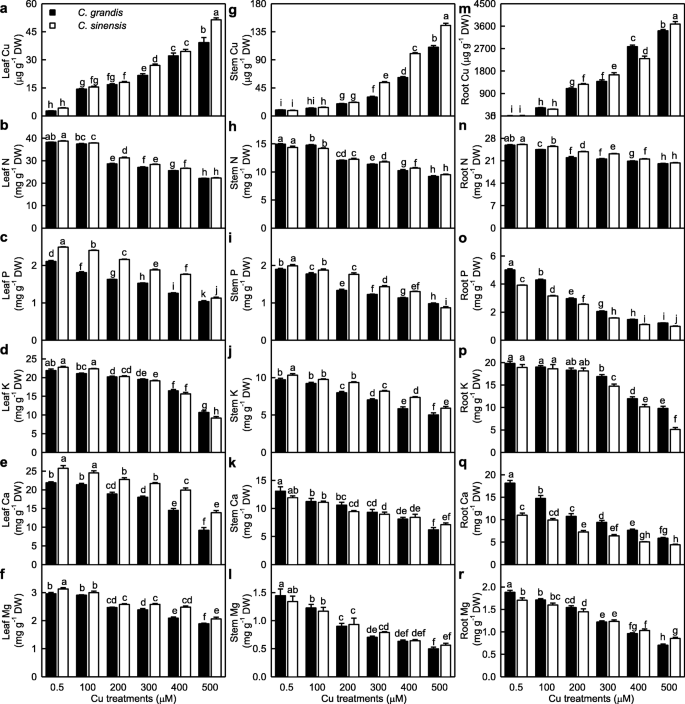 Excess Copper Effects On Growth Uptake Of Water And Nutrients Carbohydrates And Psii Photochemistry Revealed By Ojip Transients In Citrus Seedlings Springerlink