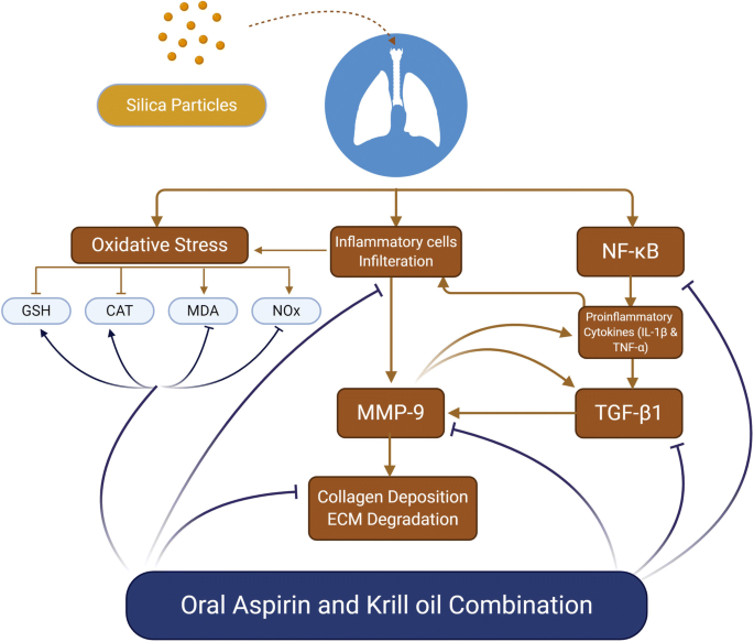Krill oil and low-dose aspirin combination mitigates experimentally induced  silicosis in rats: role of NF-κB/TGF-β1/MMP-9 pathway | SpringerLink