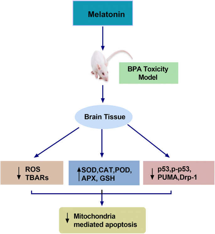 Melatonin abated Bisphenol A–induced neurotoxicity via p53/PUMA/Drp-1  signaling | SpringerLink