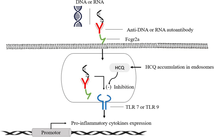 Hydroxychloroquine In Covid 19 Therapeutic Promises Current Status And Environmental Implications Springerlink