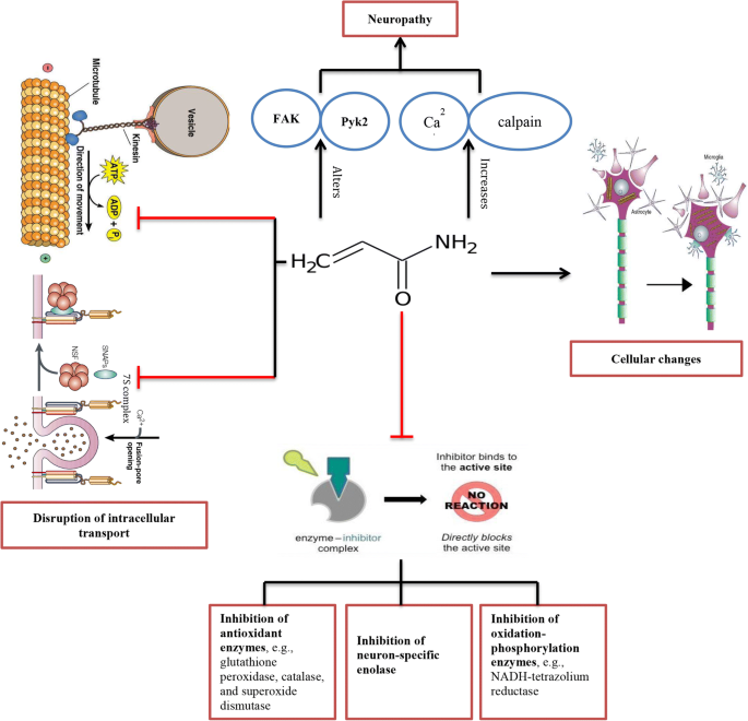 Acrylamide-induced peripheral neuropathy: manifestations, mechanisms, and  potential treatment modalities | Environmental Science and Pollution  Research | Springer Nature Link