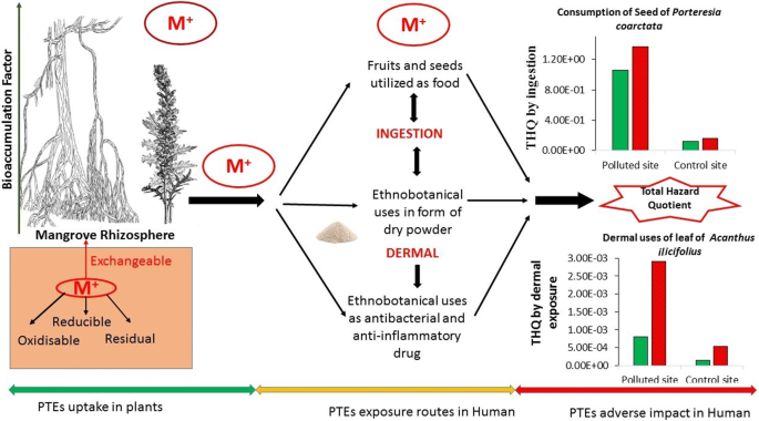 Health risk assessment of potentially toxic elements in the dry