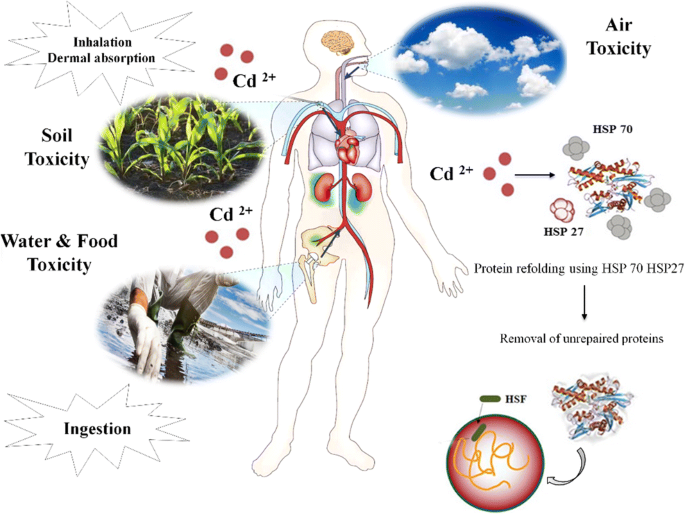 Cadmium poisoning symptoms