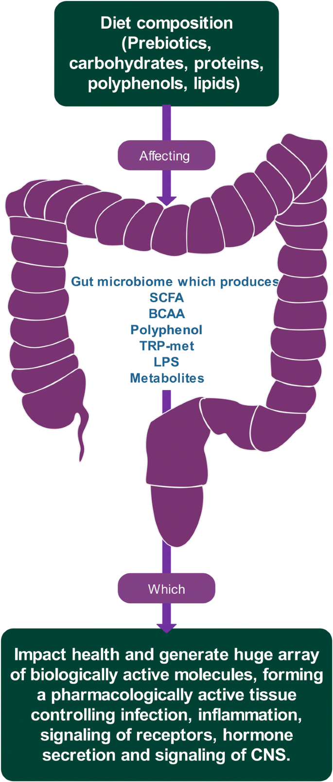 The Link Among Microbiota Epigenetics And Disease Development Springerlink The Link Among Microbiota Epigenetics And Disease Development Springerlink
