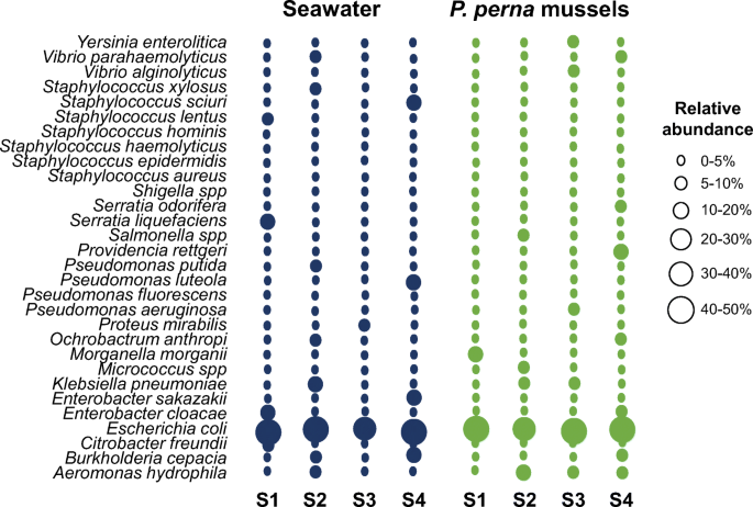 Occurrence And Distribution Of Fecal Indicators And Pathogenic Bacteria In Seawater And Perna Perna Mussel In The Gulf Of Annaba Southern Mediterranean Springerlink