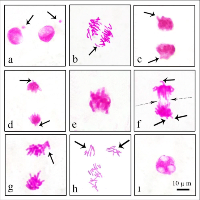 Why is the root tip placed in acetic alcohol?