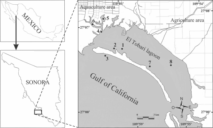 Mercury And Selenium Biomagnification In A Coastal Food Web From The Gulf Of California Influenced By Agriculture And Shrimp Aquaculture Springerlink