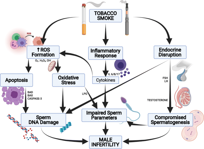 effect of cigarettes on sperm The mutagenic effect of tobacco smoke on male fertility | Environmental  Science and Pollution Research