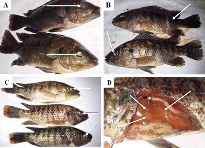 2, 3-Dimethylsuccinic acid and fulvic acid attenuate lead-induced oxidative  misbalance in brain tissues of Nile tilapia Oreochromis niloticus |  SpringerLink