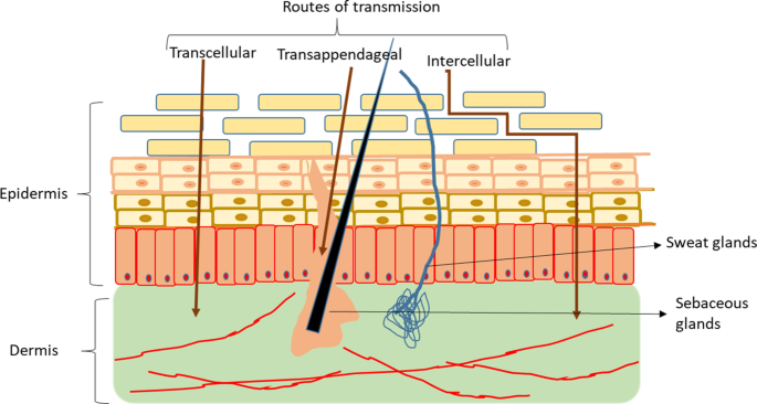 cosmetology research articles figure 1