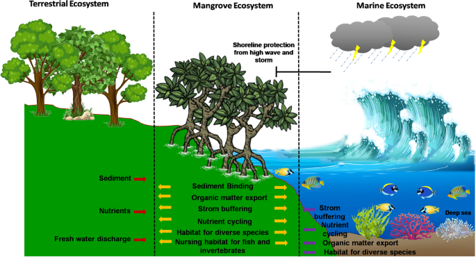 Microbial diversity and ecological interactions of microorganisms in the  mangrove ecosystem: Threats, vulnerability, and adaptations | SpringerLink