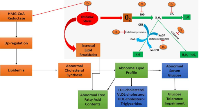 Biochemical profiling of lead-intoxicated impaired lipid metabolism and its  amelioration using plant-based bioactive compound | Environmental Science  and Pollution Research | Springer Nature Link
