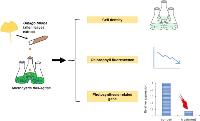 Effects of Ginkgo biloba extract on growth, photosynthesis, and  photosynthesis-related gene expression in Microcystis flos-aquae |  SpringerLink