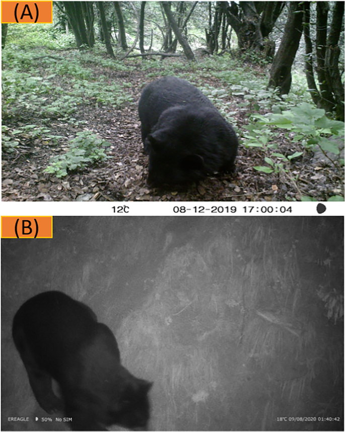 Full article: Evidence of seed germination in scats of the Asiatic Black  Bear Ursus thibetanus in Iran (Mammalia: Carnivora)