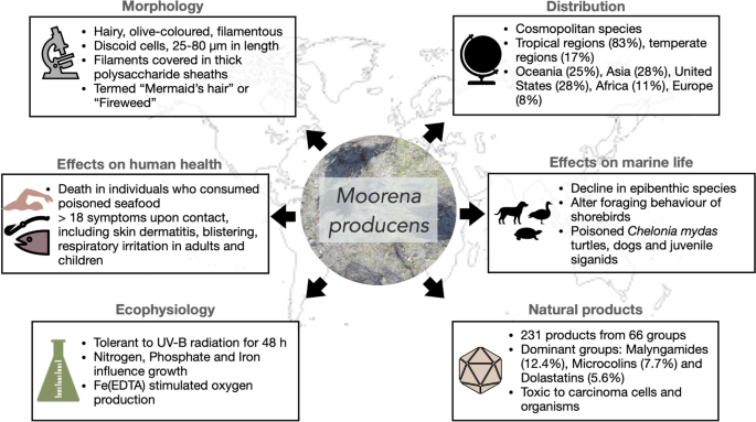 The toxic cosmopolitan cyanobacteria Moorena producens: insights into  distribution, ecophysiology and toxicity | SpringerLink