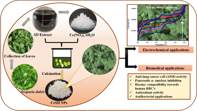 Biosynthesis of phyto functionalized cerium oxide nanoparticles