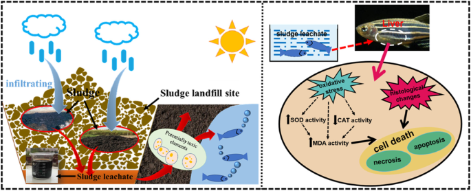 Impact on the antioxidant system, histology, and cell death of