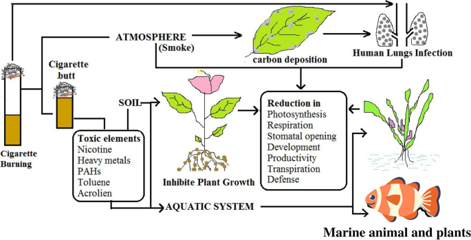 does cigarette smoke affect plant growth science project Cigarette: an unsung anthropogenic evil in the environment | Environmental Science and Pollution Research does cigarette smoke affect plant growth science project Cigarette: an unsung anthropogenic evil in the environment | Environmental Science and Pollution Research