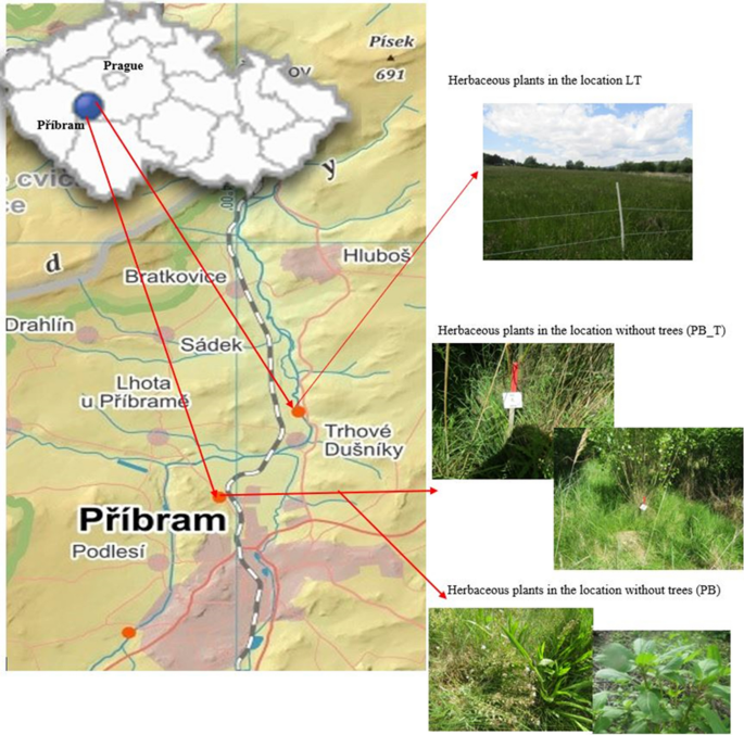Potential of herbaceous plant species for copper (Cu) accumulation 
