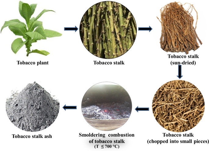 tobacco ash for plants cigarette ashes in The Effects of Cigarette in the Soil If you smoke, please stay