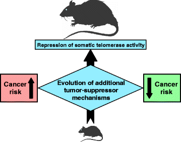 The Natural History of Model Organisms: The Norway rat, from an obnoxious  pest to a laboratory pet