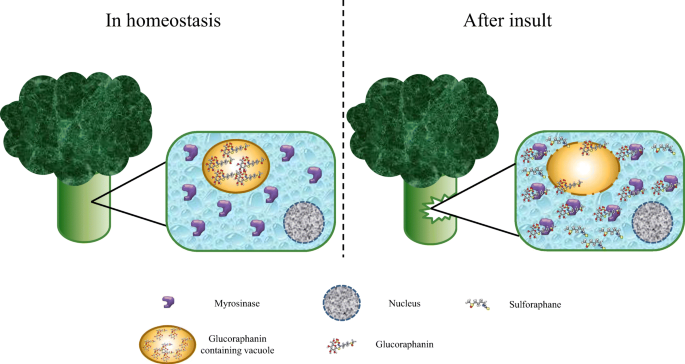 does sulforaphane increase glutathione Sulforaphane - role in aging and neurodegeneration | GeroScience