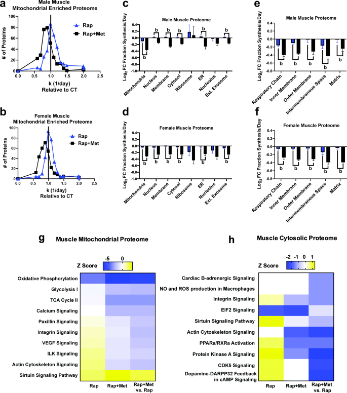 Sex differences in changes of protein synthesis with rapamycin treatment  are minimized when metformin is added to rapamycin | SpringerLink