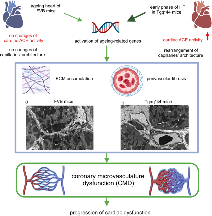 Assessment of endothelial damage and cardiac injury in a mouse