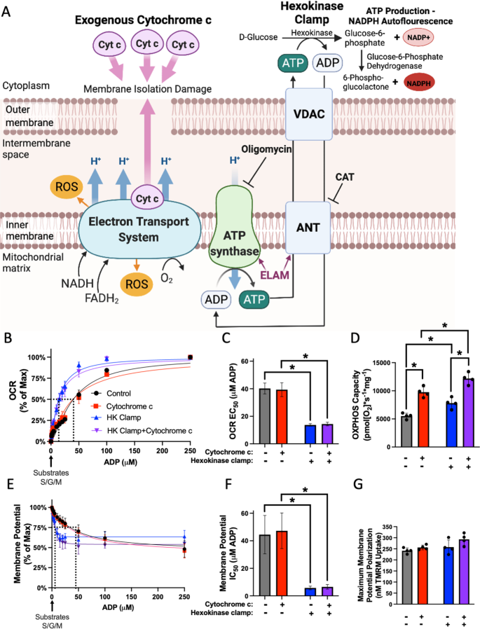 LEAK respiration - Bioblast