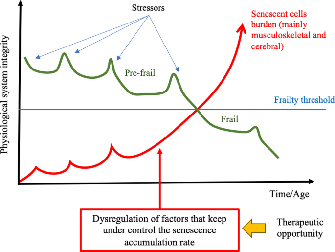 Cellular senescence and frailty: a comprehensive insight into the causal  links | GeroScience | Springer Nature Link