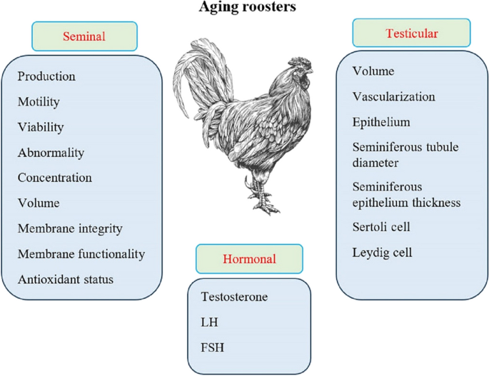 male broiler chickens glutathione A review of antioxidant strategies to improve reproduction in aging male  broiler breeders | GeroScience